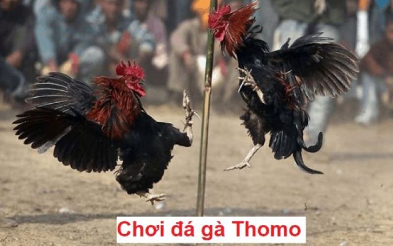 Những Lợi Ích Đặc Biệt Khi Chơi Đá Gà Thomo May88